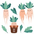 Cute mandrake roots